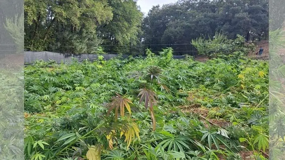 Marihuana Fuencaliente