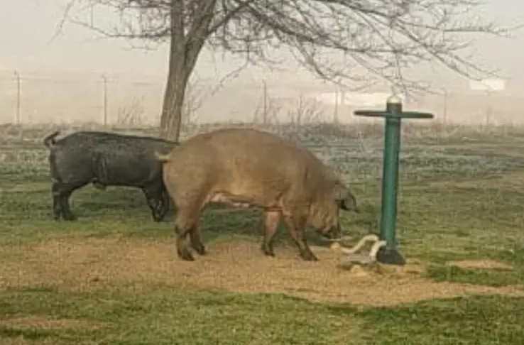 Los escurridizos cerdos