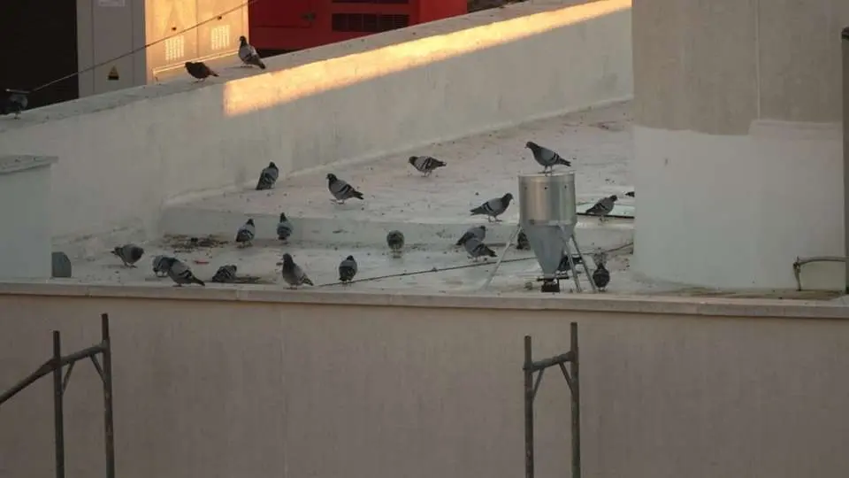 Palomas en un tejado de Puertollano