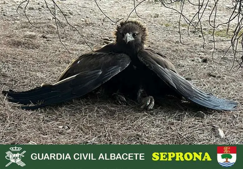 &Aacute;guila real herida