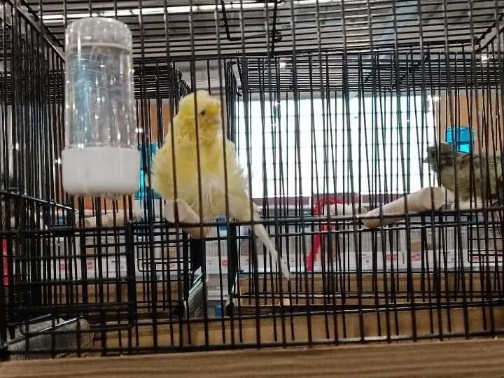Canario subcampe&oacute;n del mundo