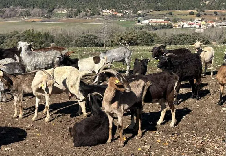 Ganader&iacute;a