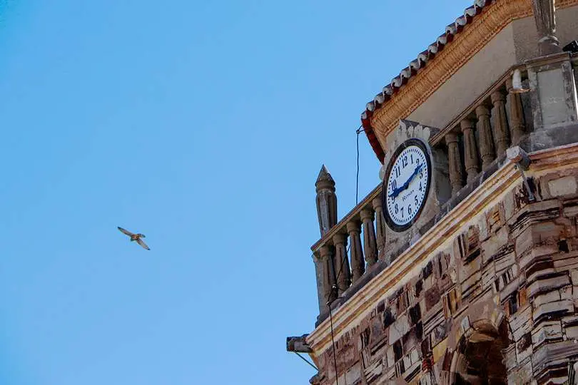 Un ejemplar de cern&iacute;calo primilla, planeando el vuelo alrededor de la torre parroquial almodovare&ntilde;a