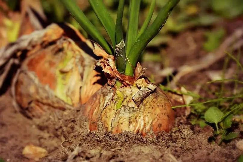 Cebolla