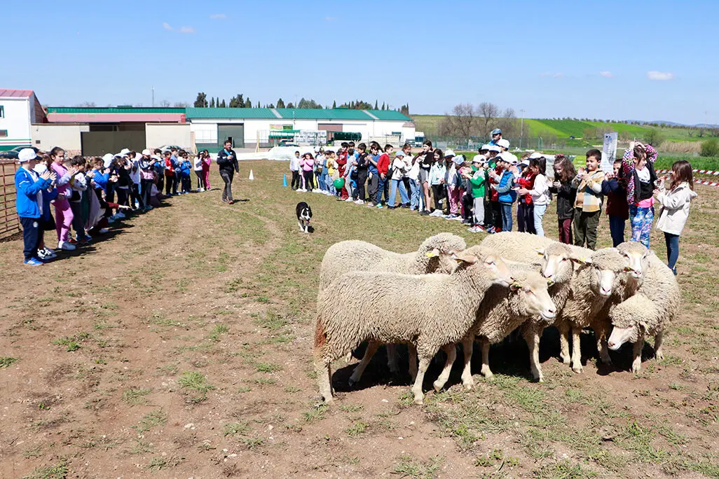 Un momento de la exhibici&oacute;n de pastoreo con perros adiestrados