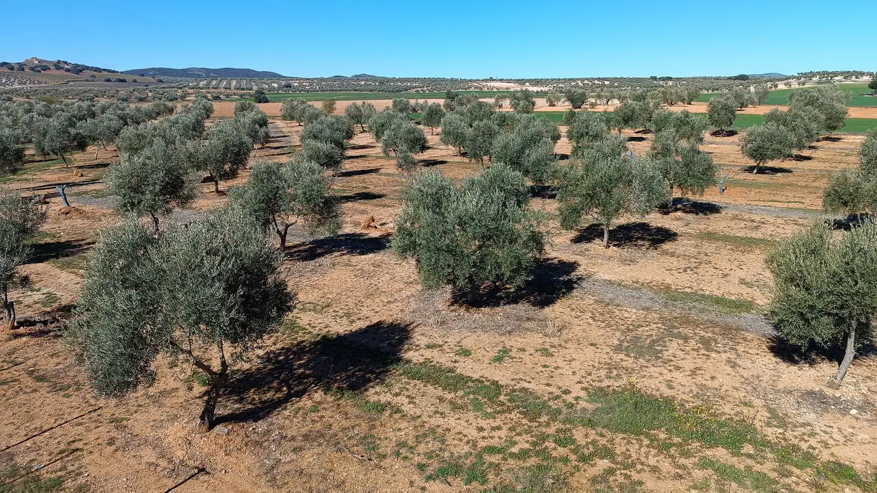 Producci&oacute;n olivarera en Ciudad Real