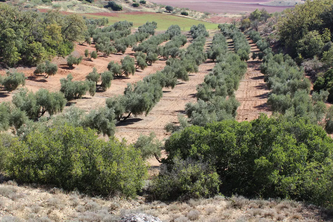 Olivar tradicional en la provincia de Ciudad Real