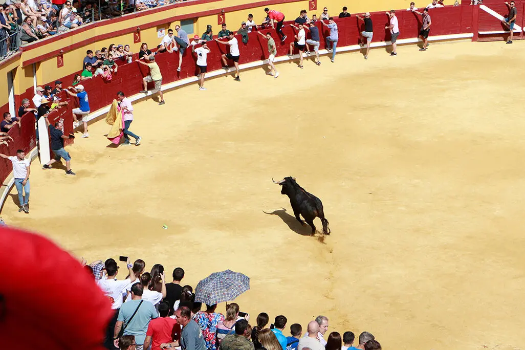 Uno de los ejemplares soltados esta ma&ntilde;ana de s&aacute;bado