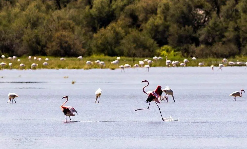 Los flamencos vuelven a La Inesperada de Pozuelo de Calatrava