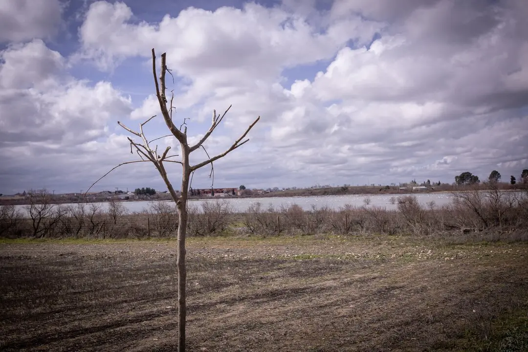 &Aacute;rbol plantado en el perimetro de La Inesperada