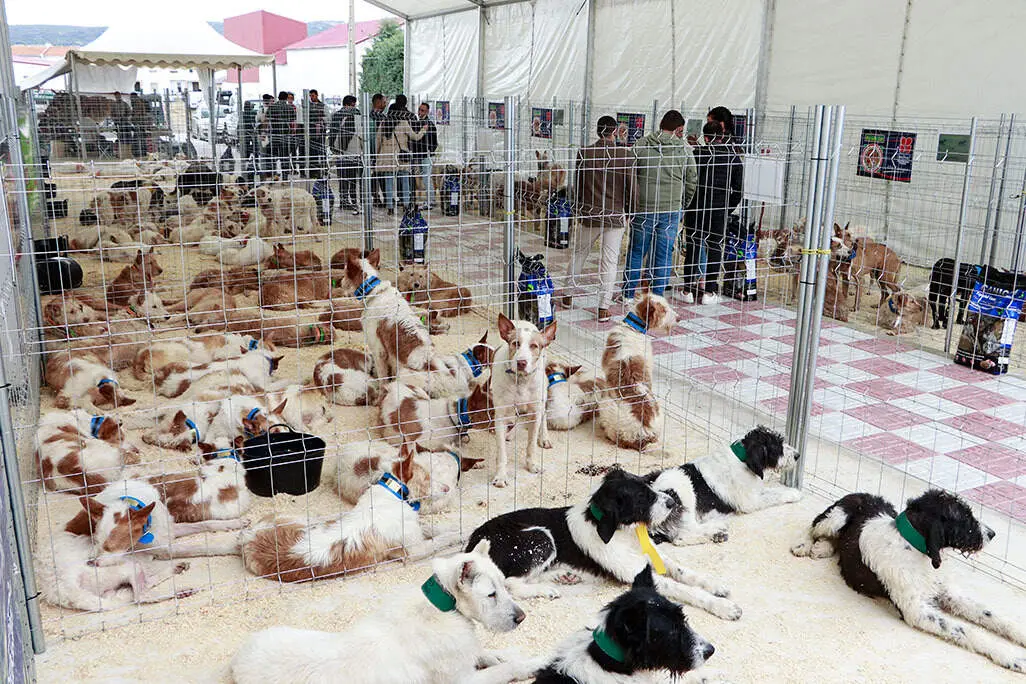 Ejemplares de varias rehalas, expuestas durante la Feria de la Caza de Brazatortas 2025