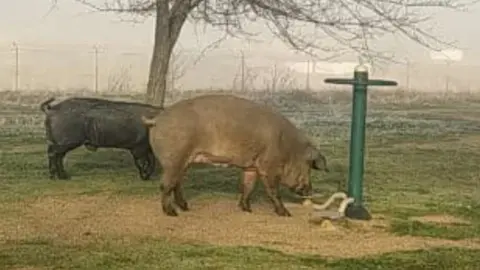 Los escurridizos cerdos