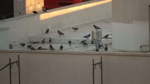 Palomas en un tejado de Puertollano