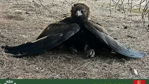 &Aacute;guila real herida
