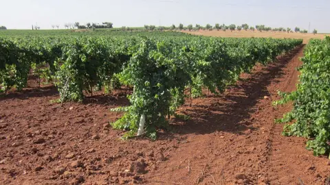 Vi&ntilde;edo