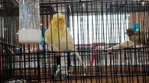 Canario subcampe&oacute;n del mundo