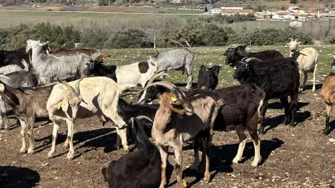 Ganader&iacute;a