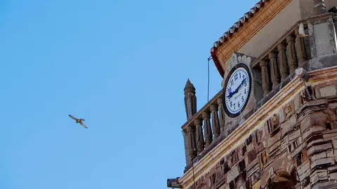 Un ejemplar de cern&iacute;calo primilla, planeando el vuelo alrededor de la torre parroquial almodovare&ntilde;a