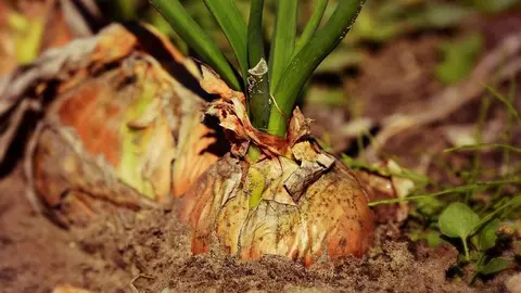Cebolla