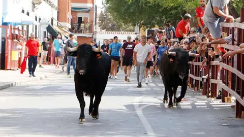 Dos ejemplares a lo largo de la Avenida del Doctor Fleming