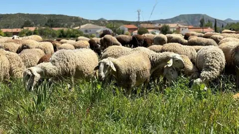 Ovejas