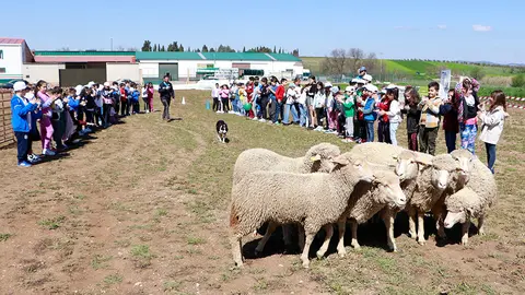 Un momento de la exhibici&oacute;n de pastoreo con perros adiestrados