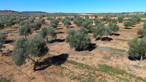 Producci&oacute;n olivarera en Ciudad Real