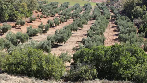 Olivar tradicional en la provincia de Ciudad Real