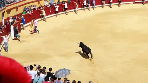 Uno de los ejemplares soltados esta ma&ntilde;ana de s&aacute;bado