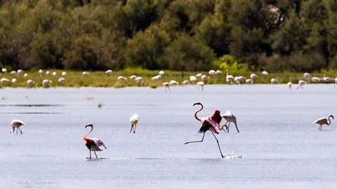 Los flamencos vuelven a La Inesperada de Pozuelo de Calatrava