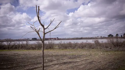 &Aacute;rbol plantado en el perimetro de La Inesperada