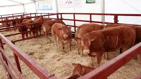 Algunos de los ejemplares bovinos expuestos este a&ntilde;o
