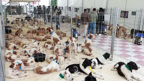 Ejemplares de varias rehalas, expuestas durante la Feria de la Caza de Brazatortas 2025