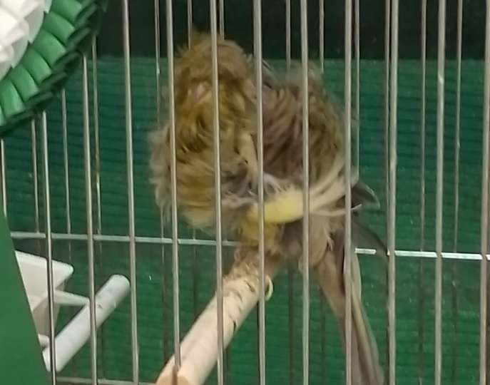 Canario campeón regional de Andalucía