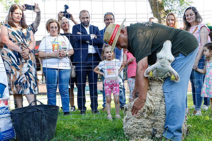 Muestra de esquile con tijera