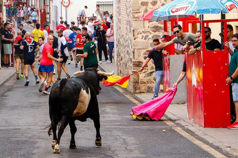 Uno de los astados de hoy, en una de las zonas del recorrido urbano