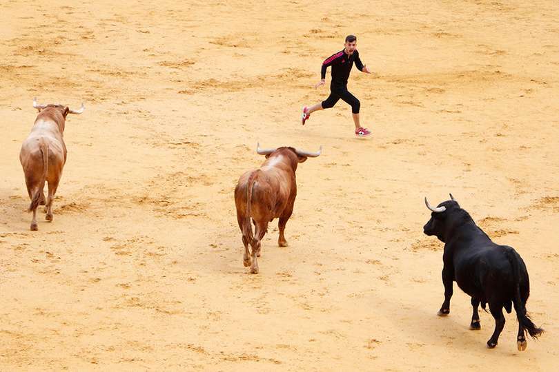 Tres de los astados hoy soltados, sobre el albero del coso almodovareño