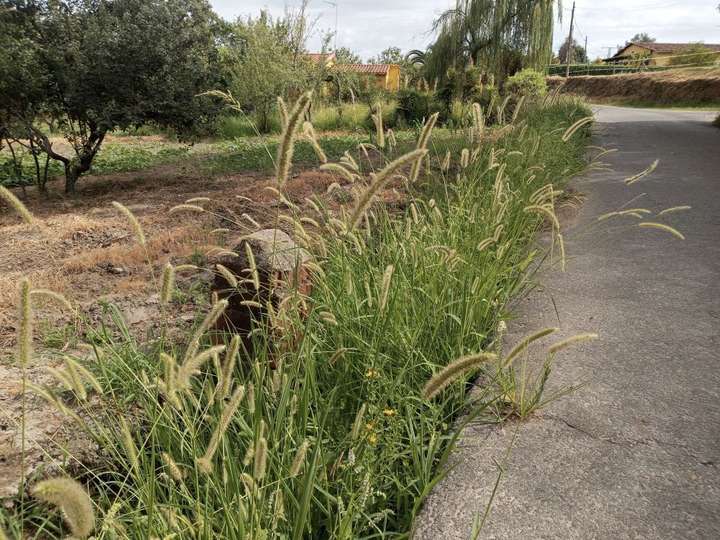 Las espigas silvestres que nos saludan en nuestro caminar, en verdad, son micrófonos de ambiente cuyo cometido es grabar los sonidos de la naturaleza