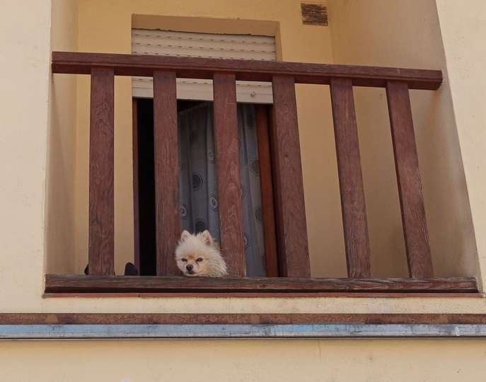Comentaba este can que se encuentra agotado de ser el famoso perro color crema a juego con la fachada y que, como La Pantoja, está cansado de arrastrar esa estrella que pesa tanto