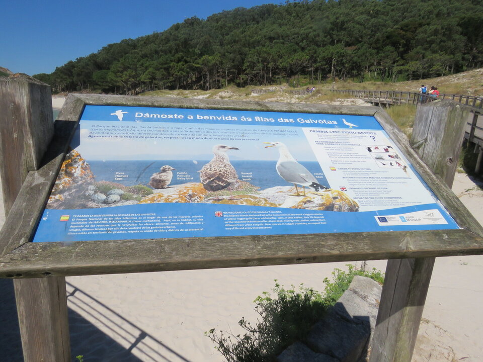 En las Islas Cíes anidan más de diez mil gaviotas