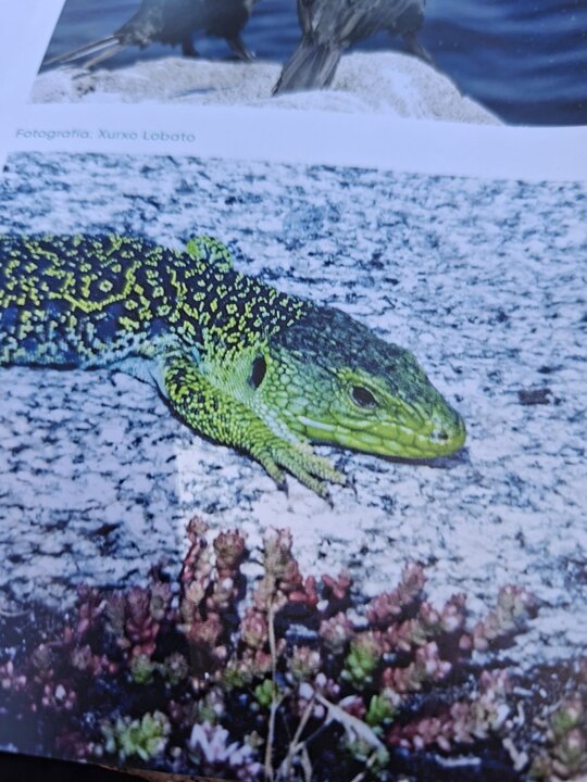 El lagarto ocelado más grande de Europa, que puede llegar a medir hasta 40 cm. Se distingue por su intensa coloración en tonos verdes y amarillos y se ven con frecuencia al sol en rocas y caminos