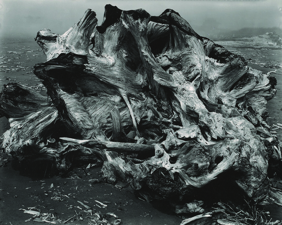 Drift Stump, Crescent Beach, 1937