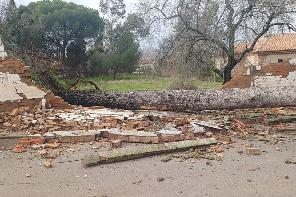 Tronco del enorme pino que ha sido arrancado de raíz por el viento en una propiedad privada y ha alcanzado la vía pública