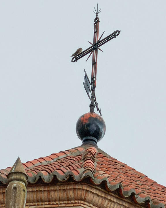 Un cernícalo primilla, posado ayer tarde en la cruz que corona la torre de la iglesia parroquial de Almodóvar del Campo